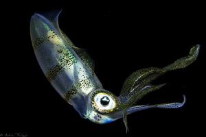 filipino squid #3 by Mathieu Foulquié 